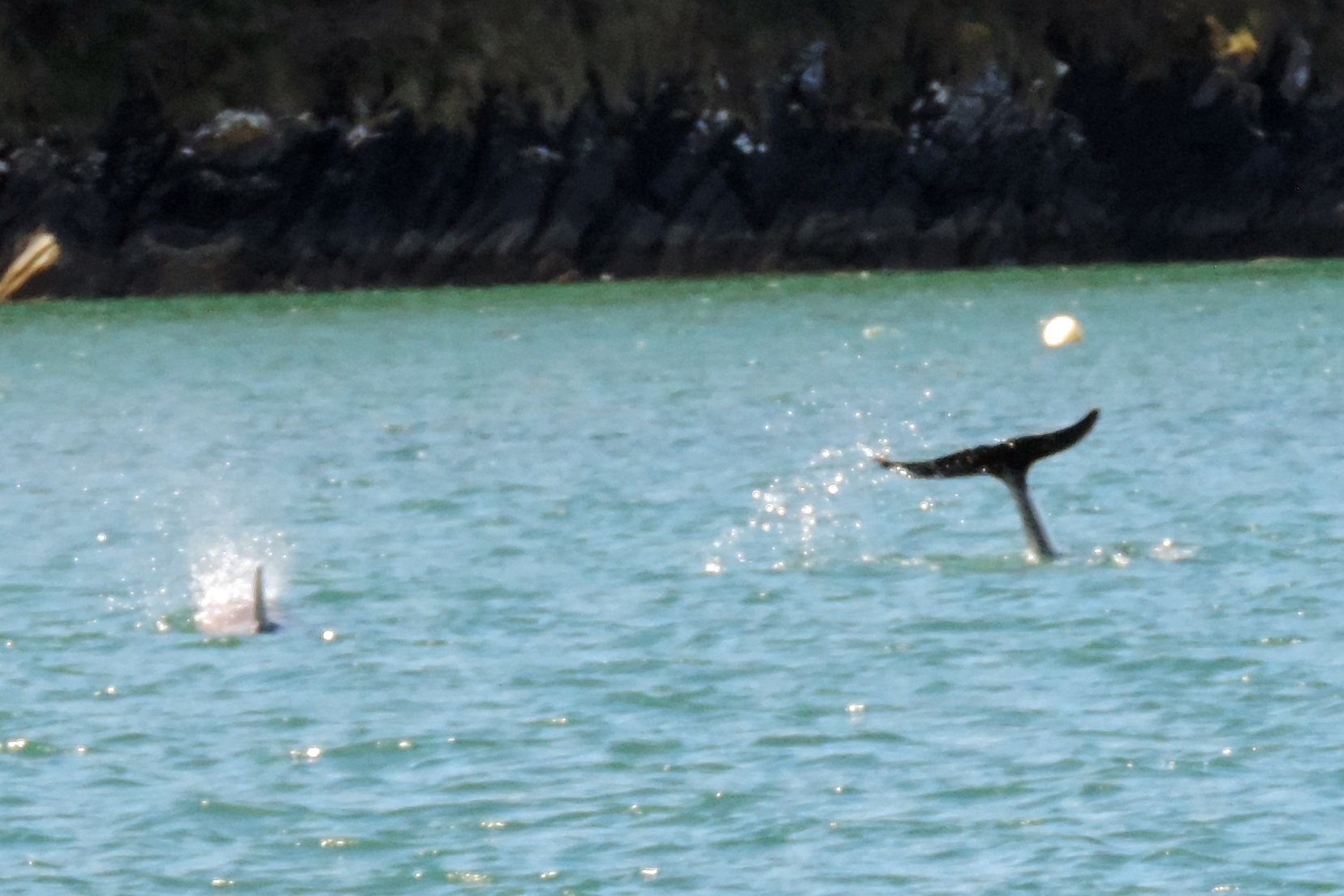 Dolphins spotted on the Helford