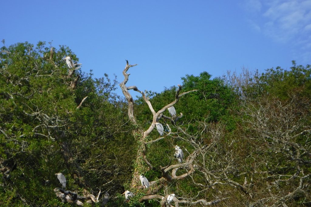 Wildlife Watch: Summer in Helford