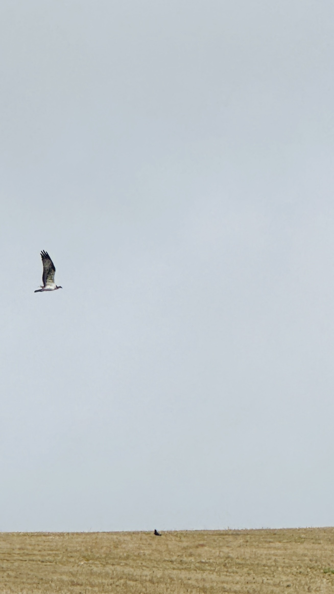 Autumnal Wildlife Watch on the Helford