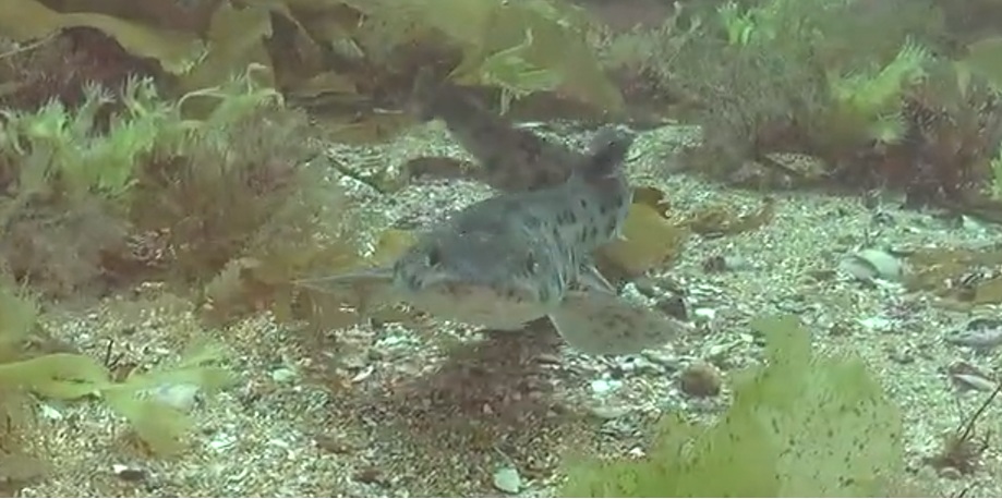 Hidden Helford: What lies beneath Guest Blog & Videos by Chris Lewis