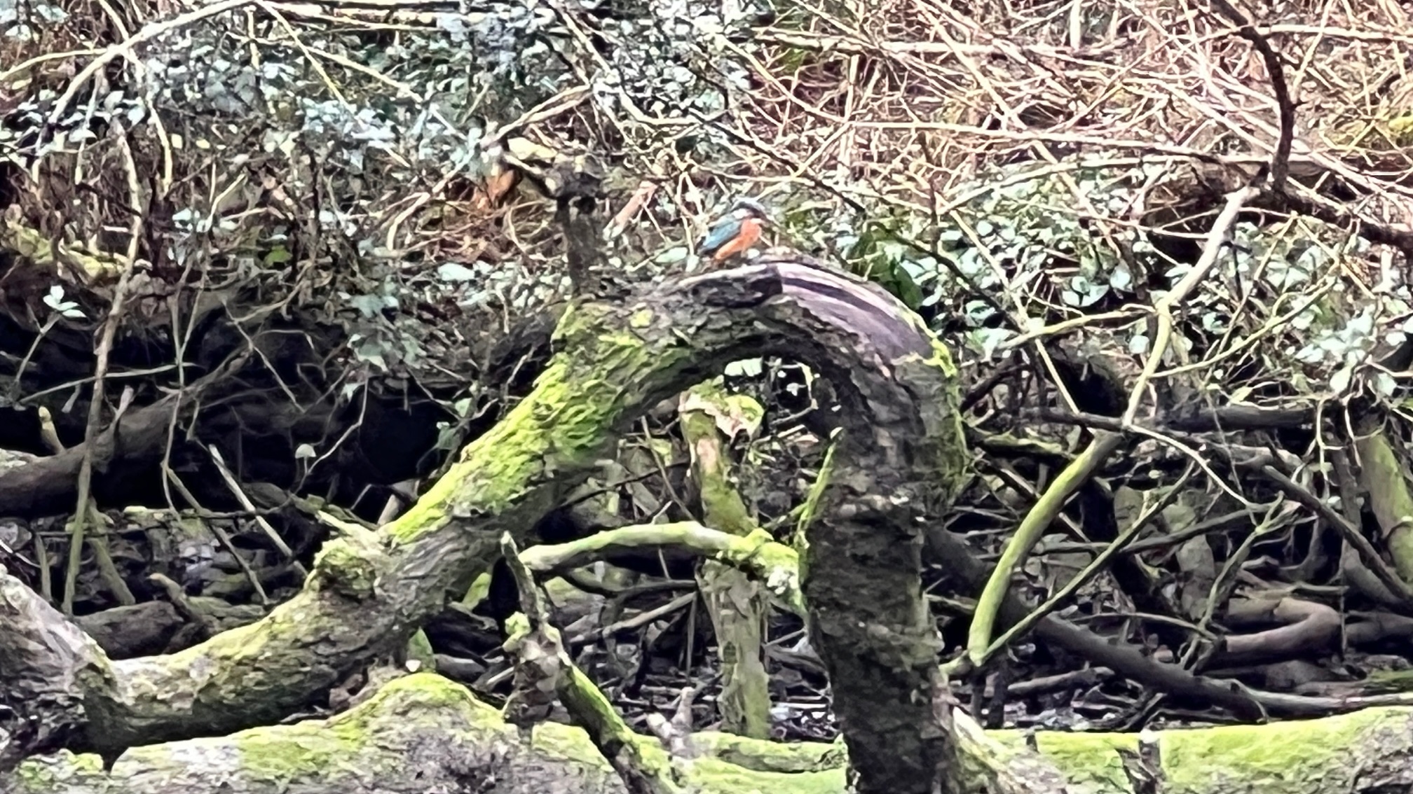 Wildlife Watch on the Helford in the Winter